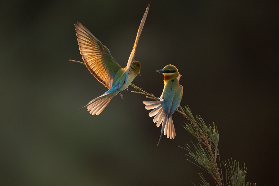 S China's Haikou sees bee-eater population rise from 26 to 72 in four years