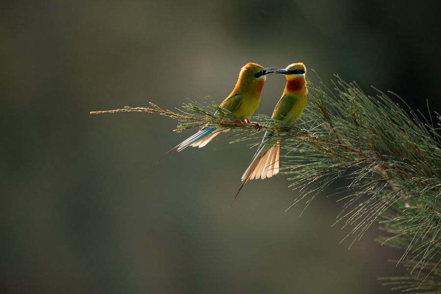 S China's Haikou sees bee-eater population rise from 26 to 72 in four years