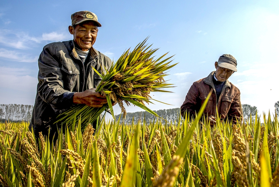 County in E China’s Anhui promotes planting of superior rice varieties