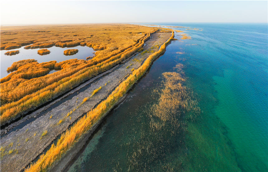 Golden reed flowers brighten Bosten Lake in NW China's Xinjiang