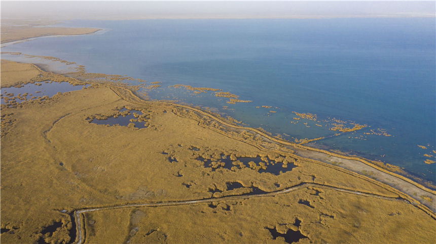 Golden reed flowers brighten Bosten Lake in NW China's Xinjiang