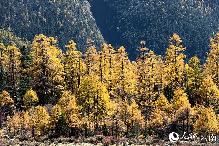 Autumn scenery at Baima Snow Mountain Natural Reserve in SW China’s Yunnan