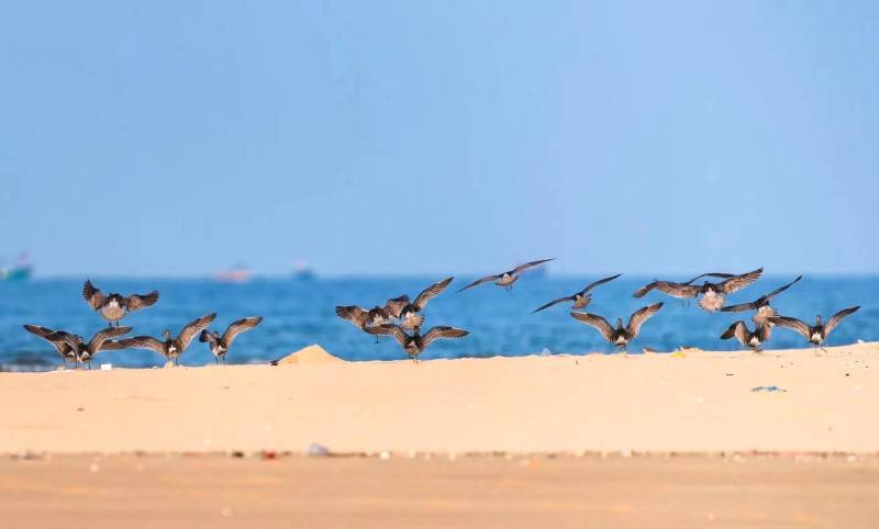 First batch of “Arctic visitors” arrive in Beihai, S China’s Guangxi