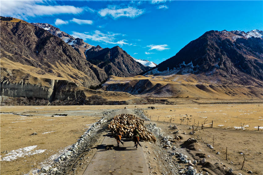 Seasonal livestock migration begins in Zhaosu, NW China's Xinjiang