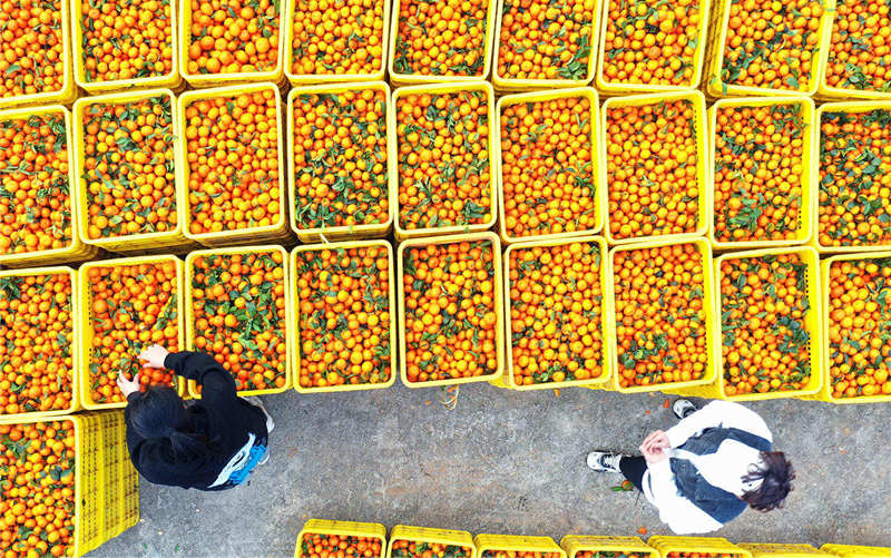 Farmers enjoy orange harvest in central China's Hunan