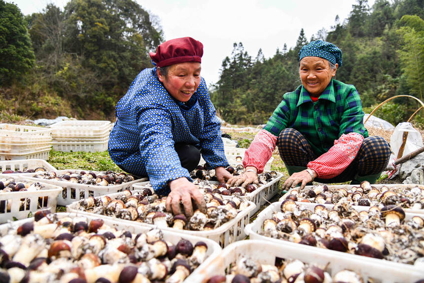 Blooming Matsutake mushrooms usher in harvest season in S China's Guangxi