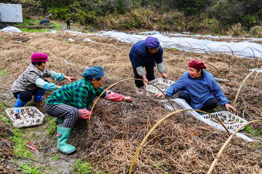 Blooming Matsutake mushrooms usher in harvest season in S China's Guangxi