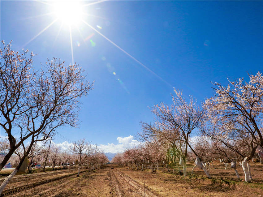 Xinjiang welcomes spring with apricot blossoms in full bloom