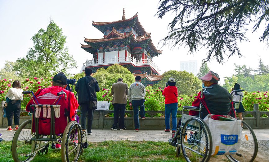 Blooming peonies at seasonal peak of spring blossoming in Luoyang