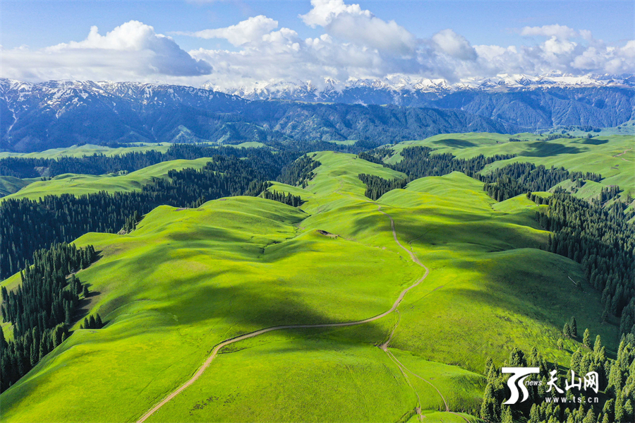 Colorful carpet of mountain flowers brightens Nanshan Pasture in Xinjiang