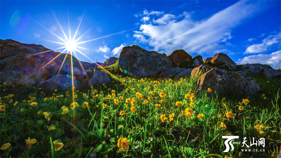 Colorful carpet of mountain flowers brightens Nanshan Pasture in Xinjiang