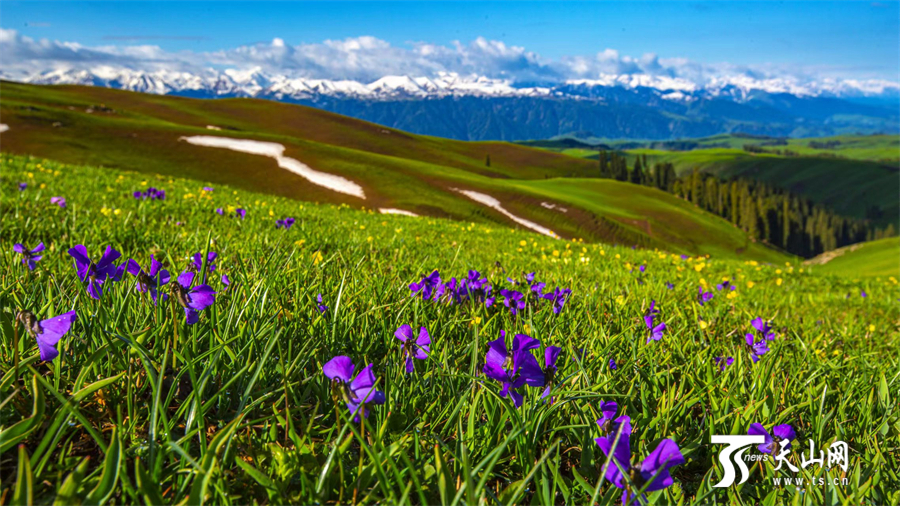 Colorful carpet of mountain flowers brightens Nanshan Pasture in Xinjiang