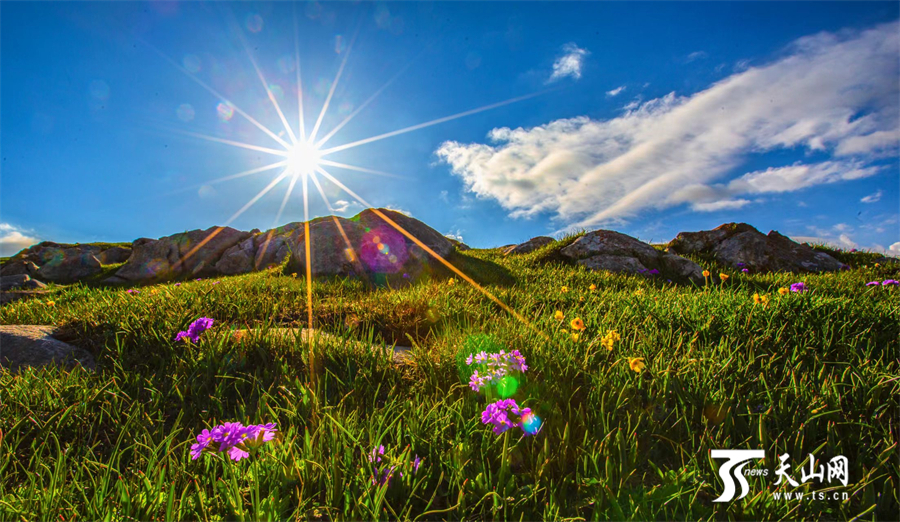 Colorful carpet of mountain flowers brightens Nanshan Pasture in Xinjiang