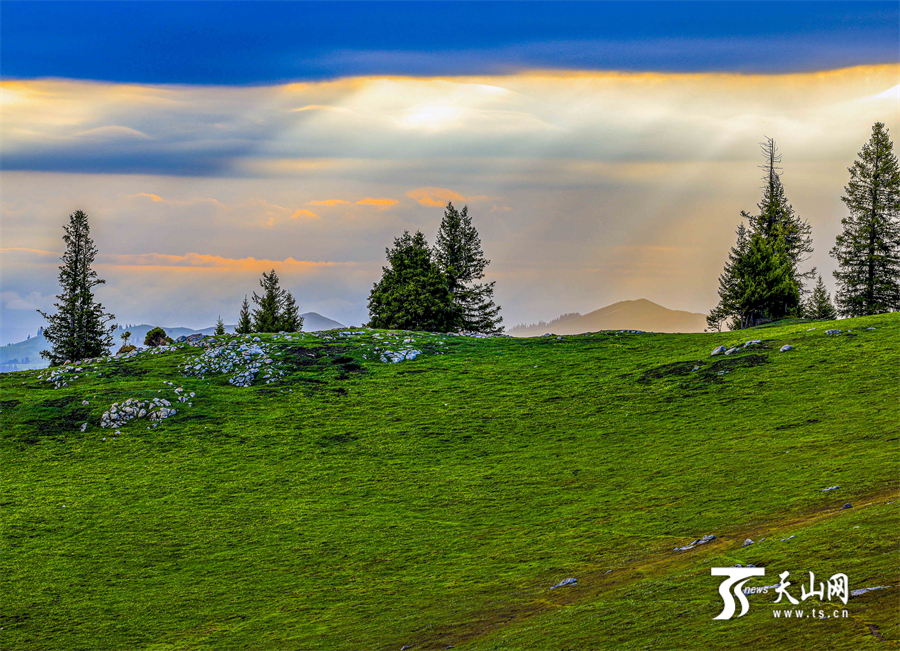Colorful carpet of mountain flowers brightens Nanshan Pasture in Xinjiang