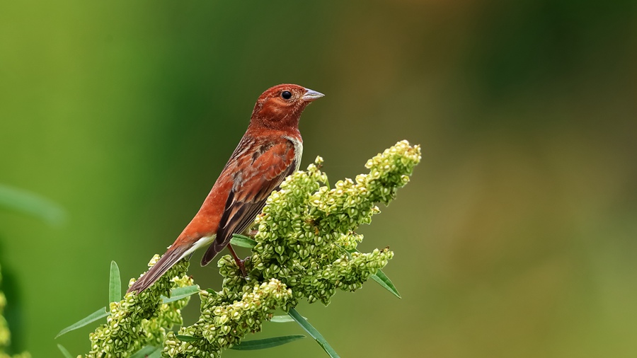 Changting county in China's Fujian becomes paradise for birds