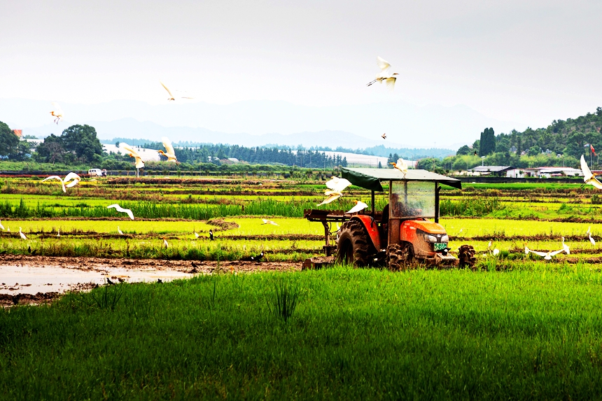 Flock of egrets seen forgaging in paddy fields in E China's Jiangxi 