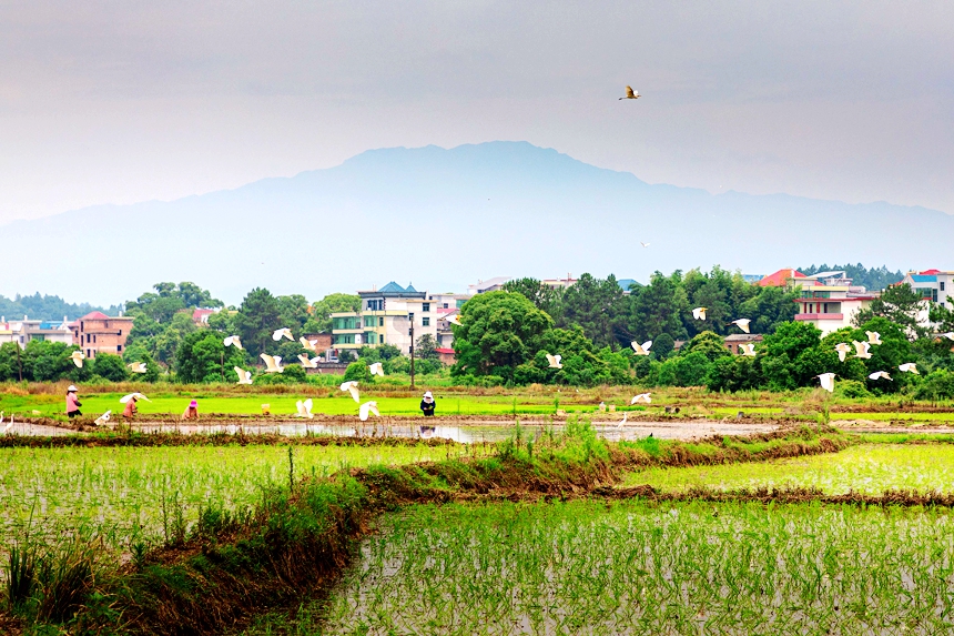 Flock of egrets seen forgaging in paddy fields in E China's Jiangxi 
