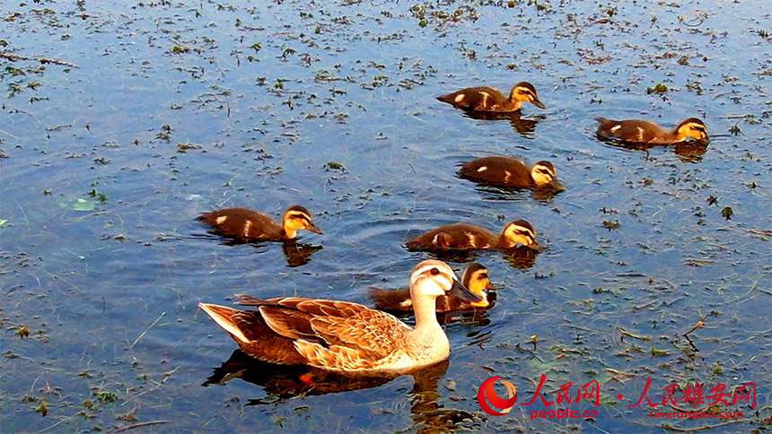 Migratory birds under state protection ‘settle’ in Xiong’an New Area