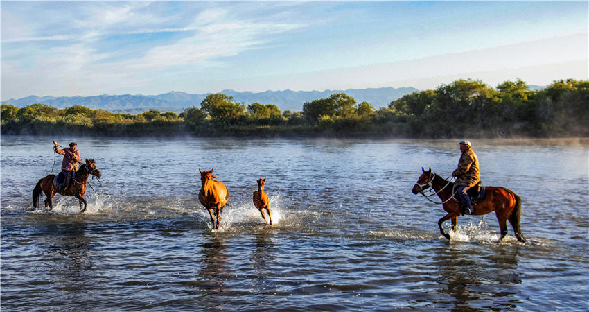 Spectacular views of horses frolicking in the river waters in NW China’s Xinjiang
