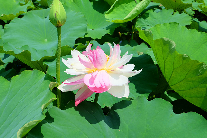 Rare lotus flower variety blooms to create poetic-like summertime vista in SW China’s Yunnan