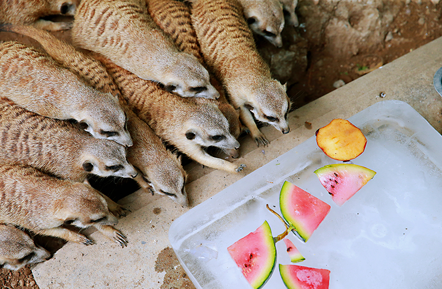 Animals in Tianjin Zoo find ways to beat summer heat