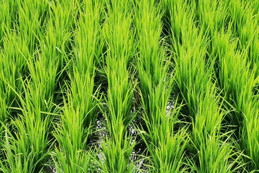 Beidahuang in NE China goes all out to manage crops in hopes of a bumper harvest