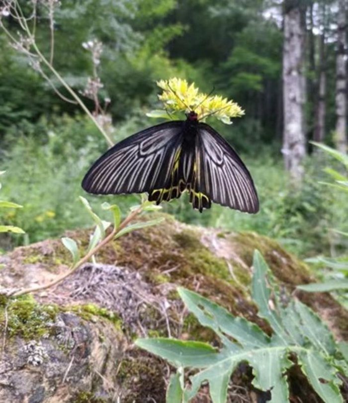 “Most beautiful butterfly in the world” discovered in Shennongjia, central China’s Hubei