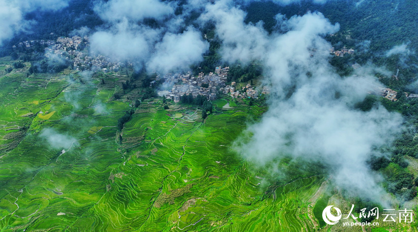 Thousand-year-old terraced fields appear like emeralds dotting mountains in SW China's Yunnan