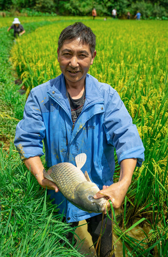 Villagers in SW China's Yunnan harvest fish in paddy fields