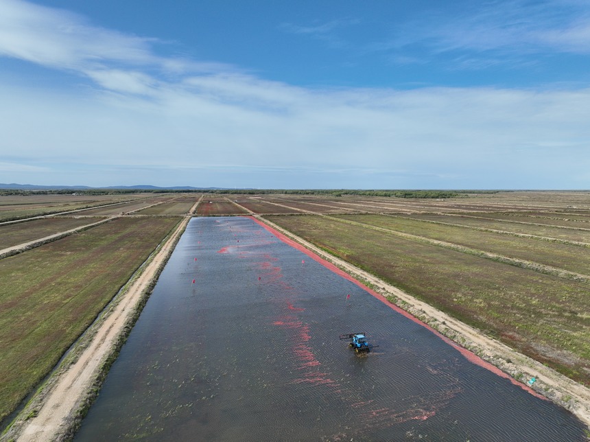 Largest cranberry planting base in China enters harvest season