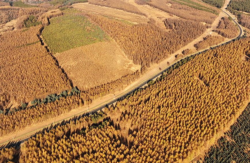 In pics: autumn scenery of Saihanba forest farm in China's Hebei