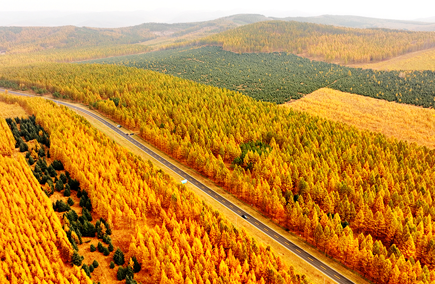 In pics: autumn scenery of Saihanba forest farm in China's Hebei