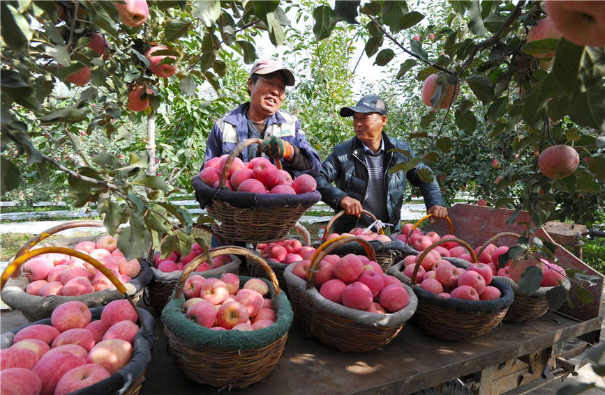 In pics: Apples in Aksu, Xinjiang enter harvest season