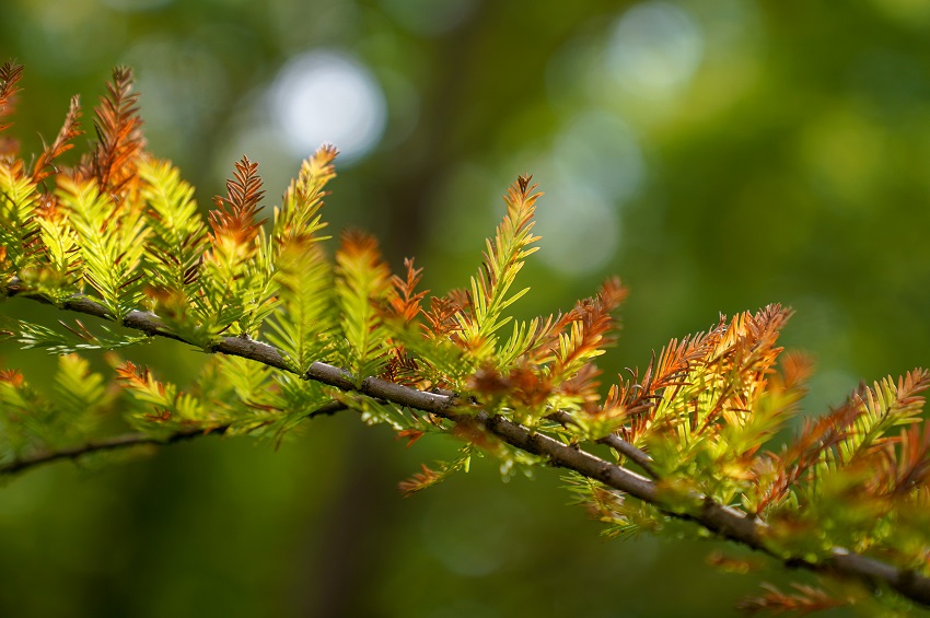 Colorful dawn redwood forest in SW China's Yunnan