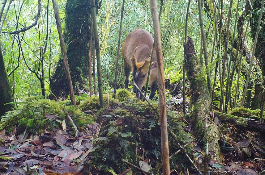 Silver pheasants, Indian muntjac seen in same footage in SW China’s Yunnan