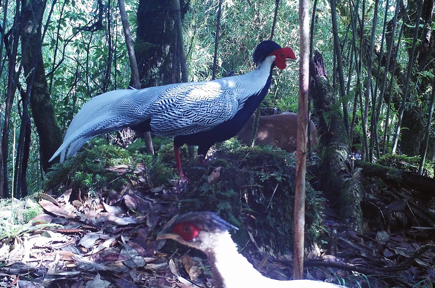Silver pheasants, Indian muntjac seen in same footage in SW China’s Yunnan