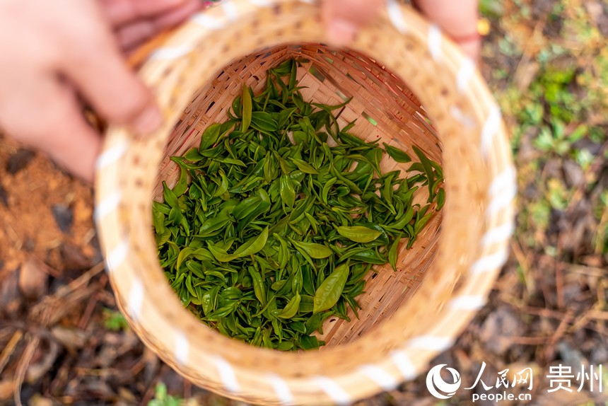 Tea harvesting kicks off in SW China’s Guizhou