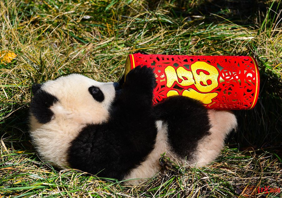 Giant panda cubs in China's Sichuan make first group appearance to greet upcoming Spring Festival