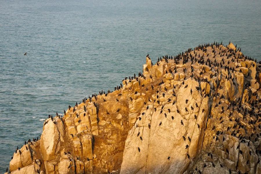 County in SE China's Fujian sees progress in protection of migratory birds