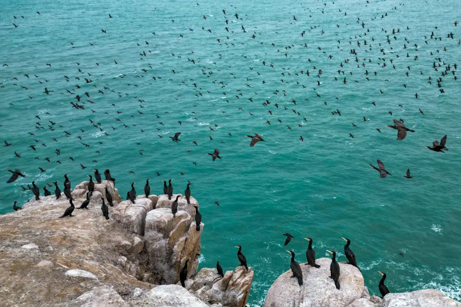 County in SE China's Fujian sees progress in protection of migratory birds