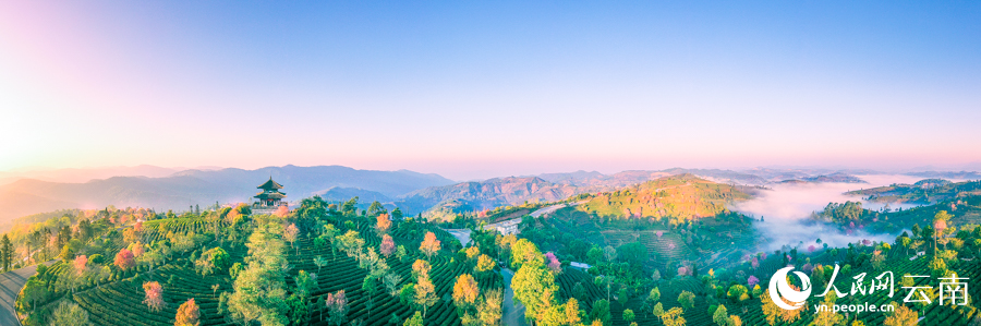 Intoxicating cherry blossoms cover tea garden in China’s Yunnan