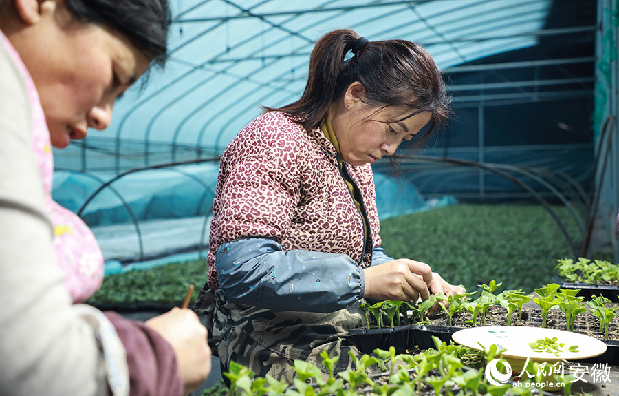 Expert helps farmers in E China’s Anhui increase incomes