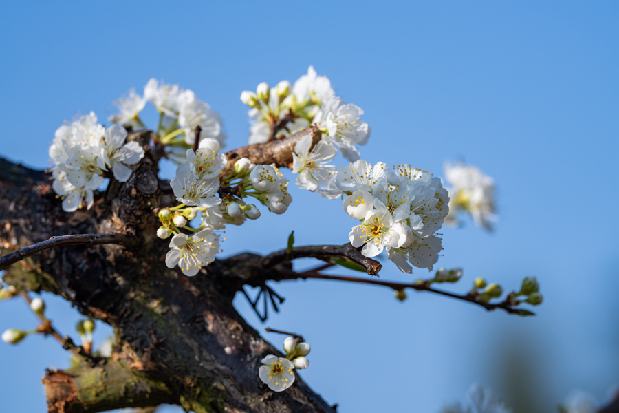 In pics: Plum trees bloom in Liancheng county, SE China's Fujian