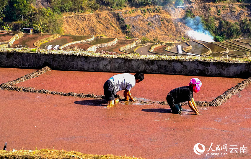 Spring farming gets going on SW China's Yunnan rice terraces