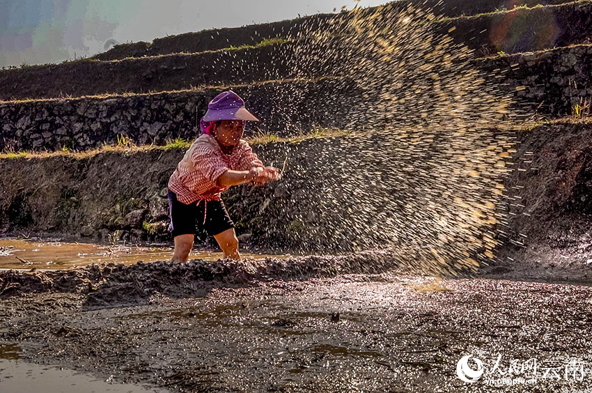 Spring farming gets going on SW China's Yunnan rice terraces