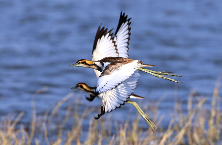 China’s Hainan continuously shatters record of rare species thanks to enhanced wetland ecology