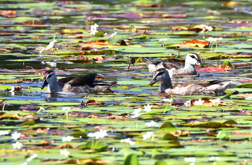 China’s Hainan continuously shatters record of rare species thanks to enhanced wetland ecology