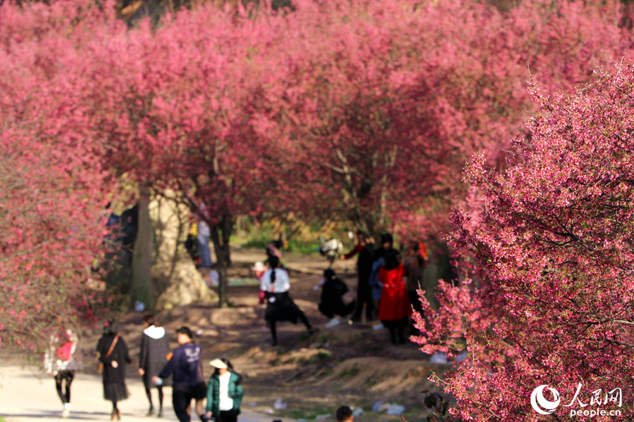 Tourists flock to E China's Xiamen for cherry blossom season