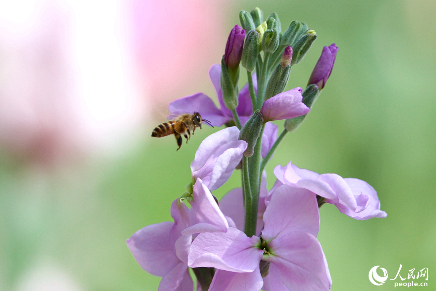 Violets in full bloom in Xiamen, SE China’s Fujian