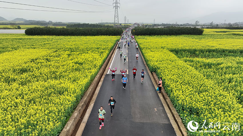 Marathon race held amidst sea of rapeseed flowers in SW China's Yunnan